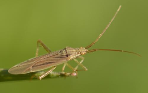 Réf. 278 172 : Stenodema calcarata